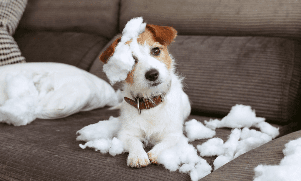 cachorro comio el sofa