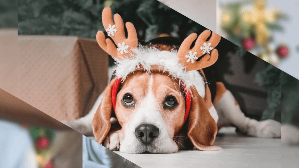 imagen muestra un lindo perrito con un adorno de rena en su cabeza