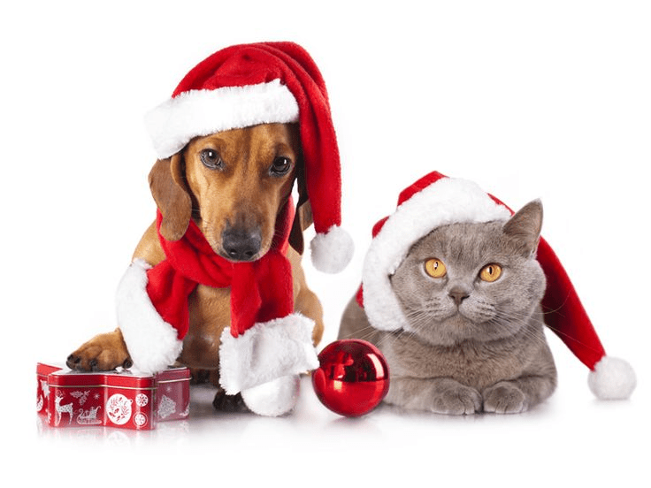 lindos pets con gorros de navidad y bolas rojas