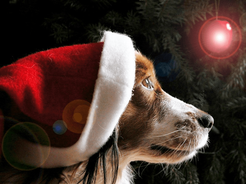 imagen muestra un perro de perfil con gorro de papa noel
