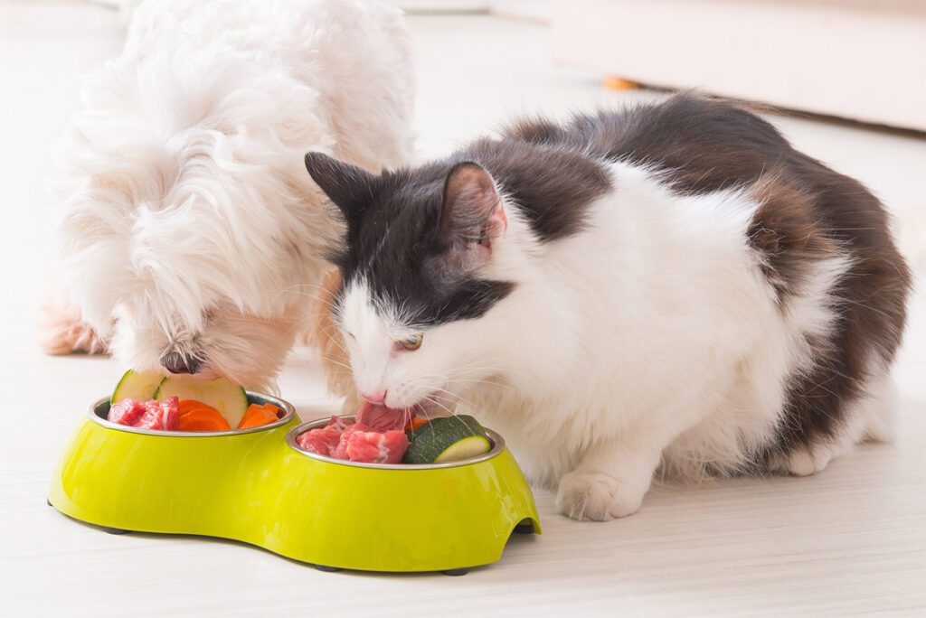 Tendencias en alimentación pets, muestra la imagen de perro y gato comiendo juntos
tendendencias en alimentacion de pets en 2025