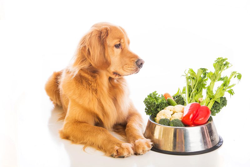 Lindo labrador sentado y un plato de comida
tendendencias en alimentacion de pets en 2025