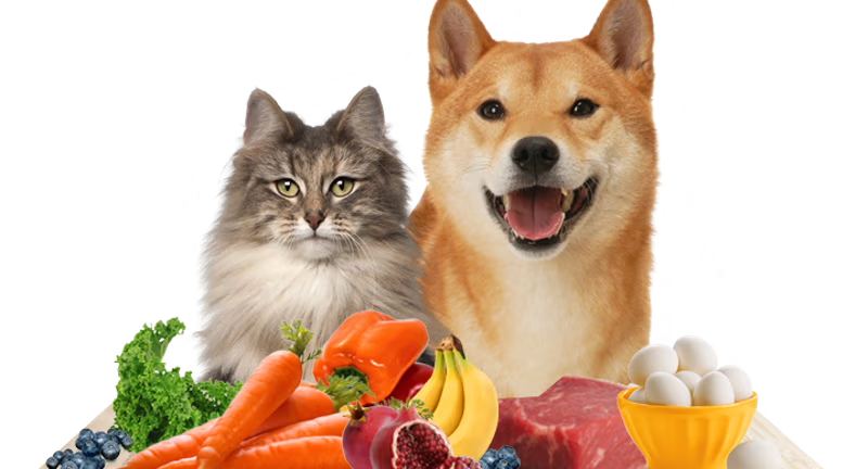 lindo perro y un gato gris con frutas y verduras
Tendendencias en alimentacion para pets 2025