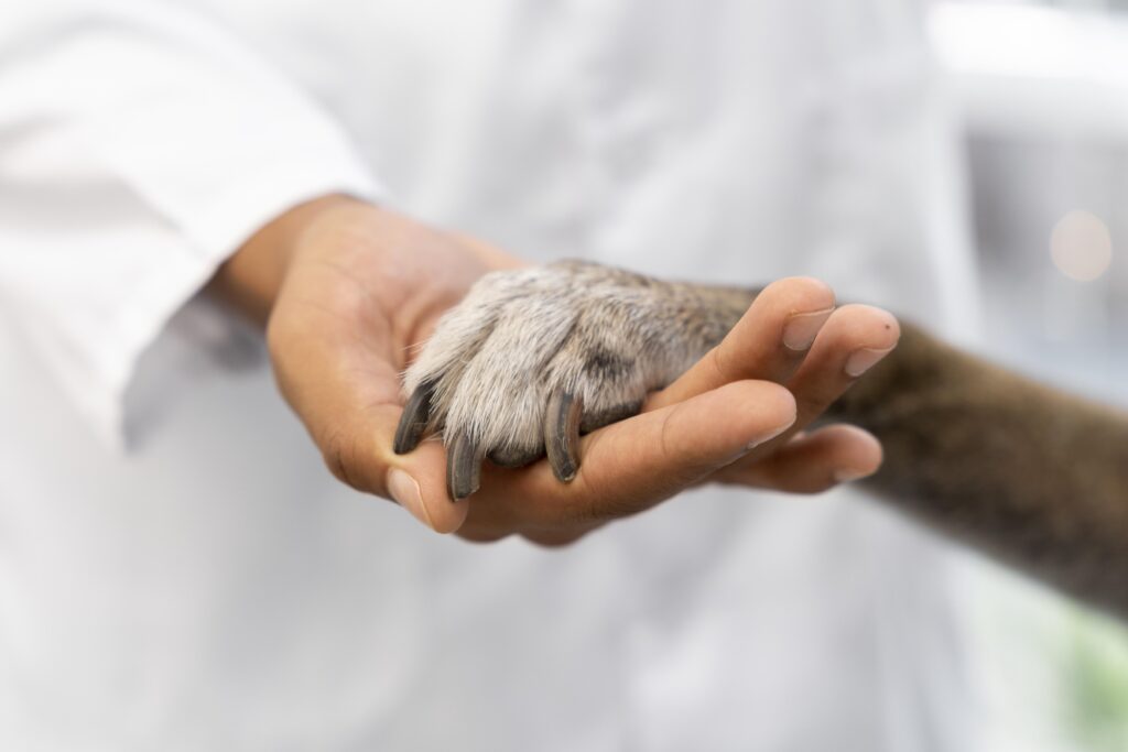 imagen muestra mano de una veterinario sujetando una mano de un perro