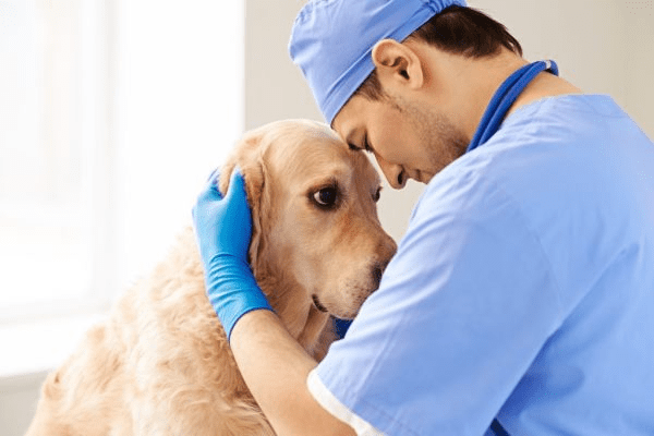 imagen muestra un veterinario abrazando un lindo perro canela
#sintomasdeemergenciasenperros
