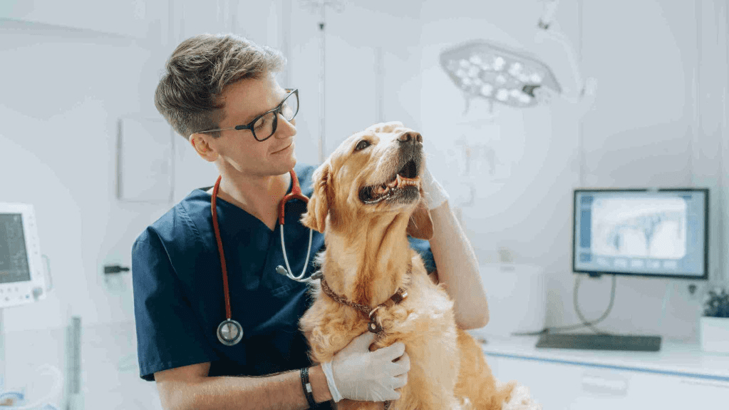 imagen muestra un perro en su veterinario